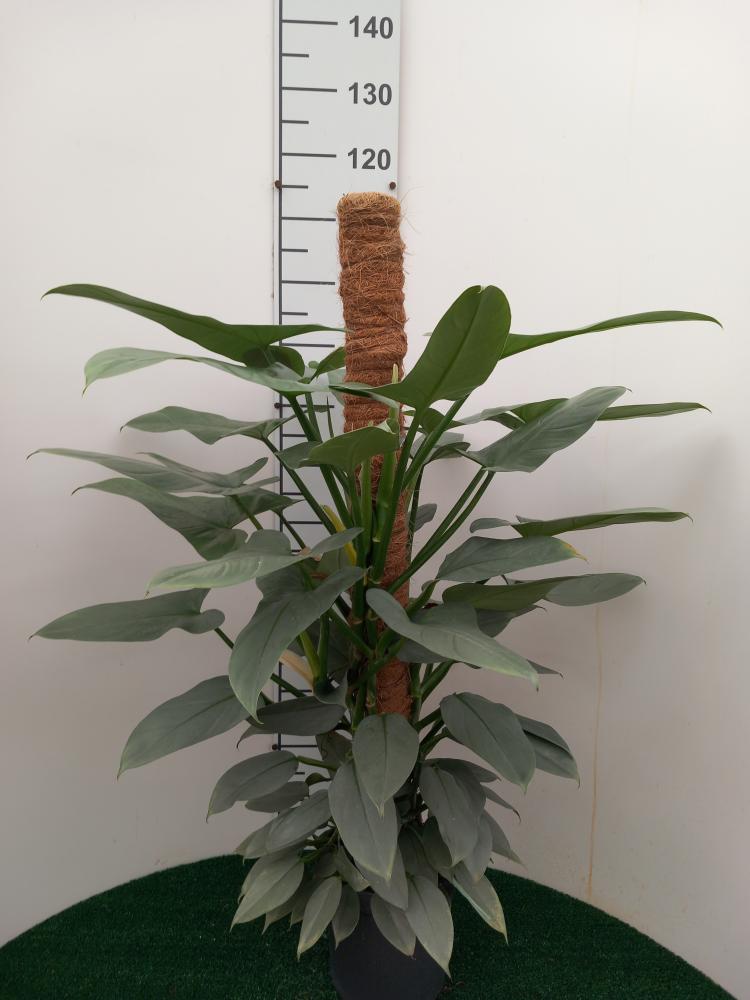 PHILODENDRON GREY H100 VP19