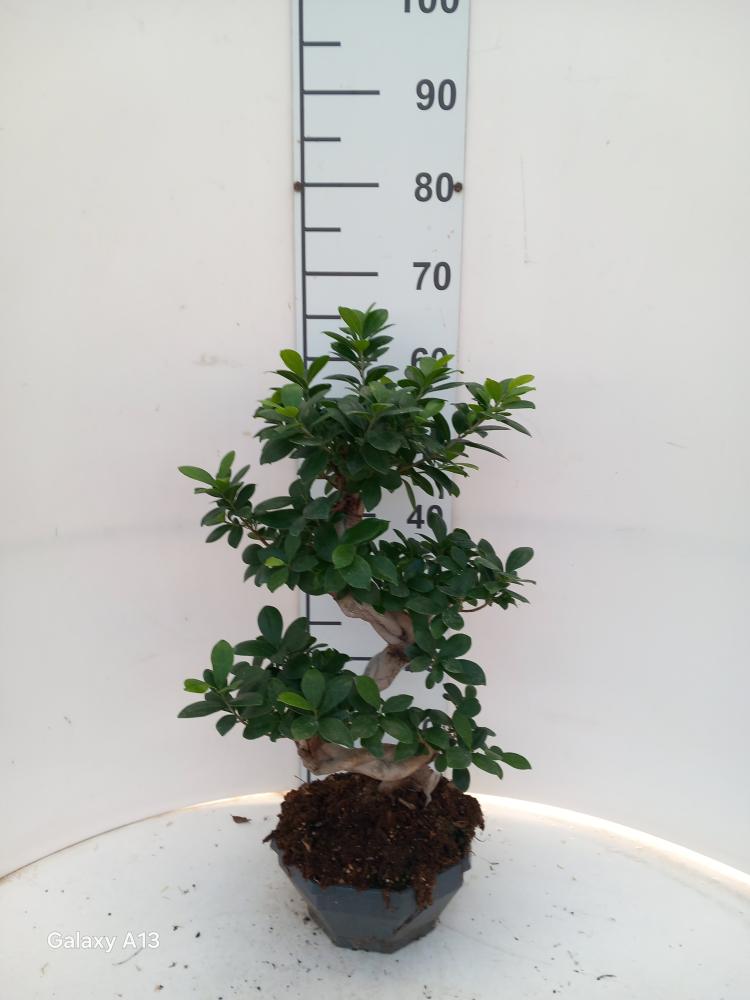 FICUS GINSENG BONSAI S.TYPE CP22 H30/40