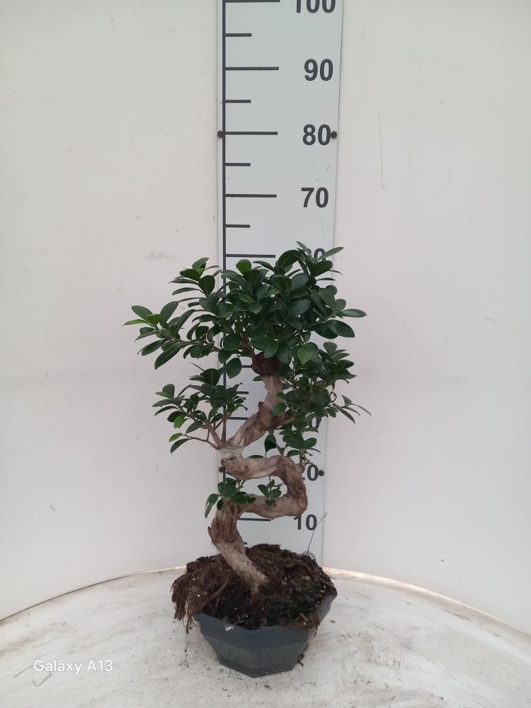 FICUS GINSENG BONSAI S.TYPE CP22 H30/40