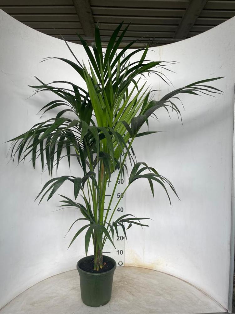 KENTIA 3/4P H120/140 VP20