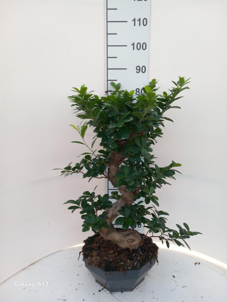 FICUS GINSENG BONSAI S.TYPE CP32 H50/60