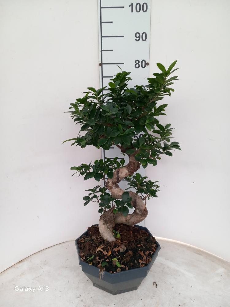 FICUS GINSENG BONSAI S.TYPE CP32 H50/60