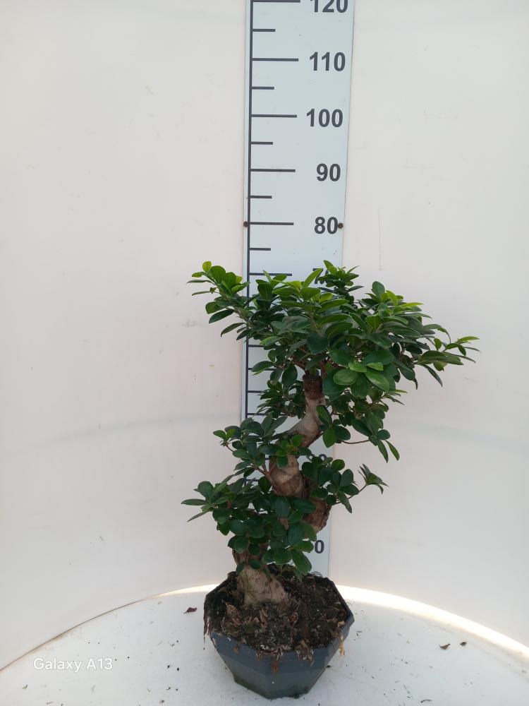 FICUS GINSENG BONSAI S.TYPE CP26 H40/50