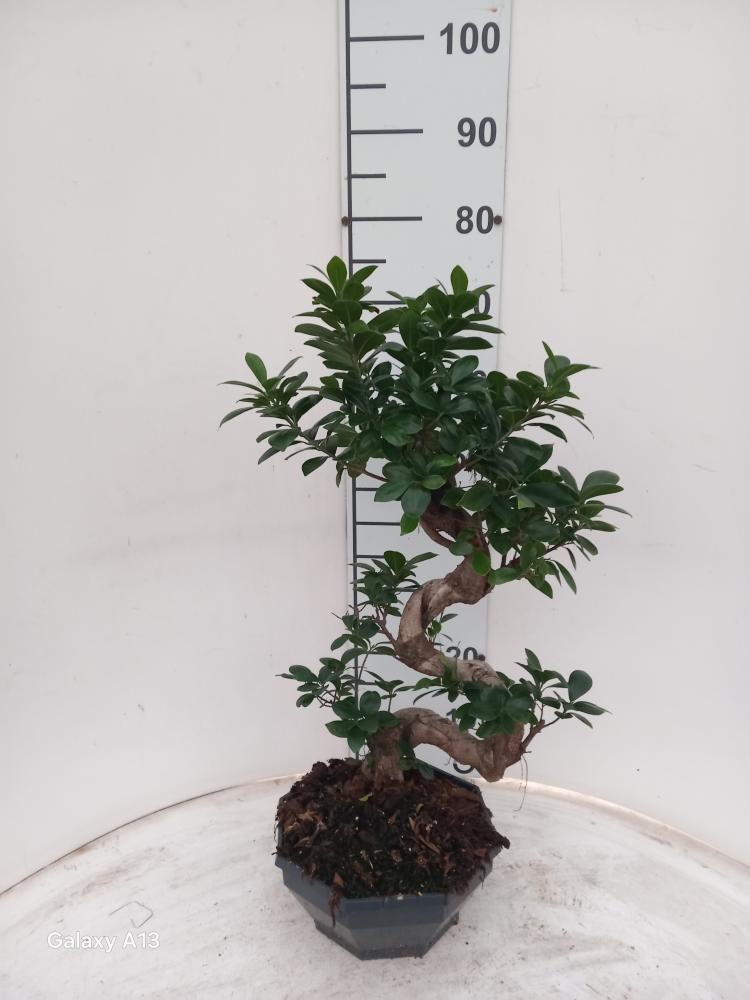 FICUS GINSENG BONSAI S.TYPE CP26 H40/50