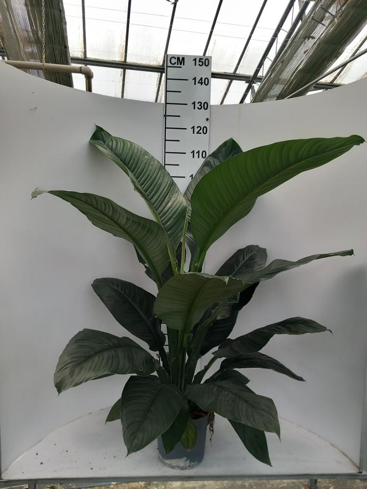 SPATHIPHYLLUM SENSATION VP21