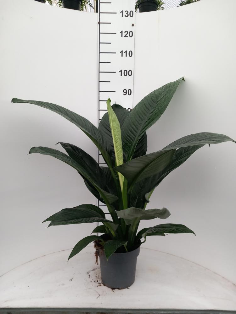 SPATHIPHYLLUM SENSATION VP21