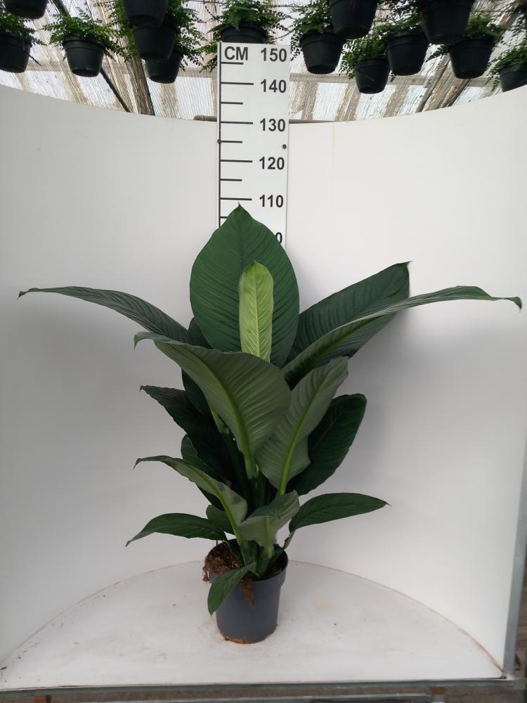 SPATHIPHYLLUM SENSATION VP21