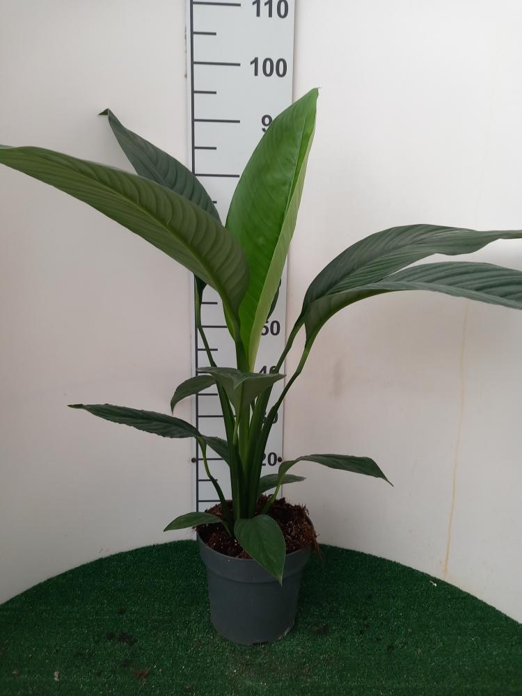 SPATHIPHYLLUM SENSATION VP21