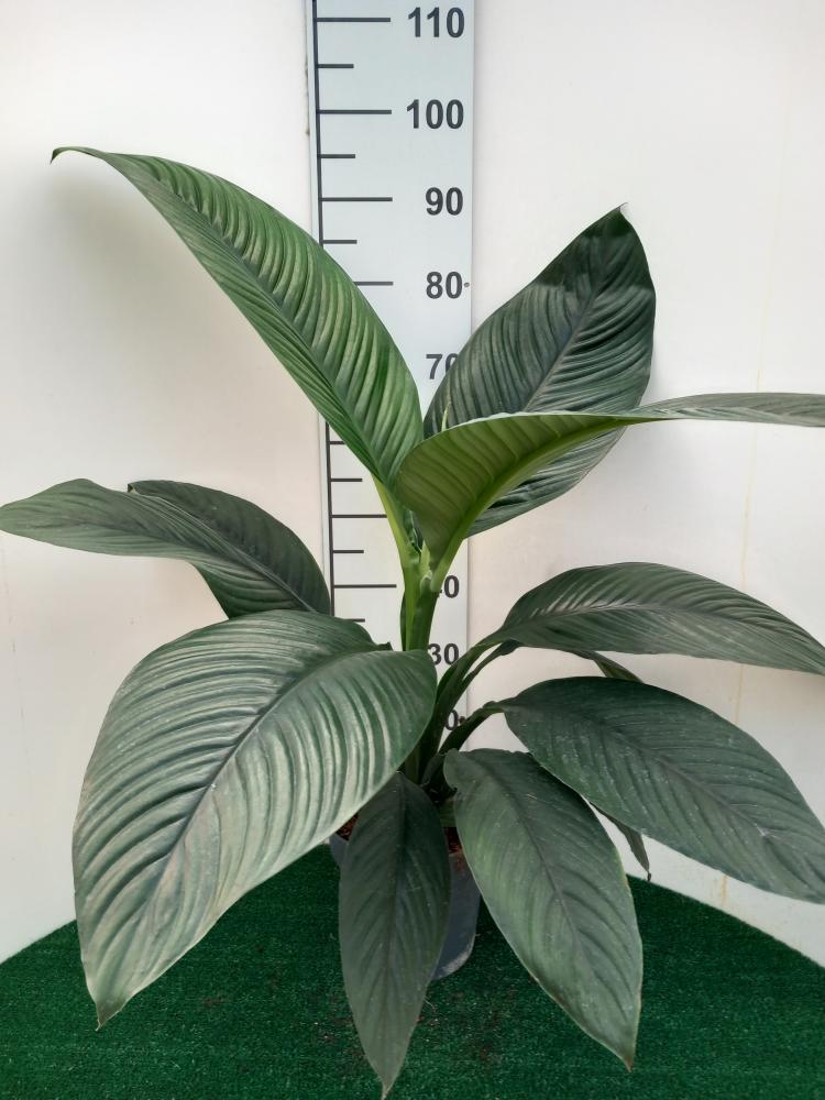 SPATHIPHYLLUM SENSATION VP21