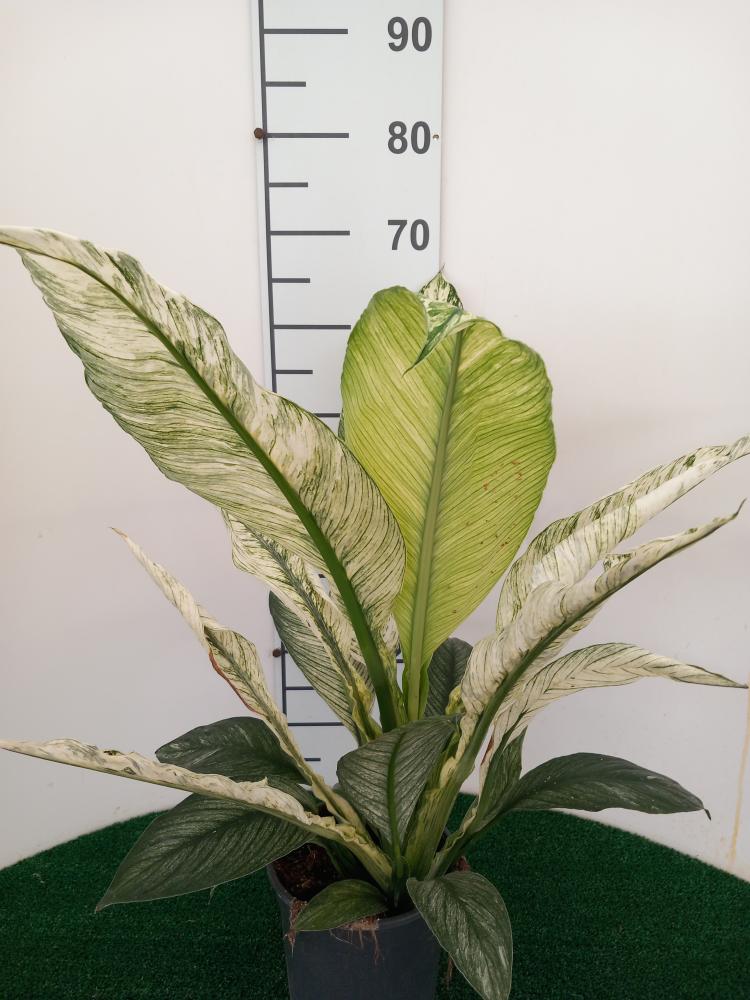 SPATHIPHYLLUM SENSATION VARIEGATO VP17
