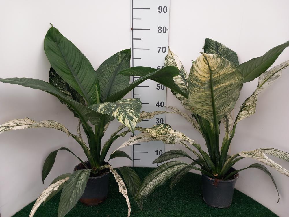 SPATHIPHYLLUM SENSATION VARIEGATO VP17