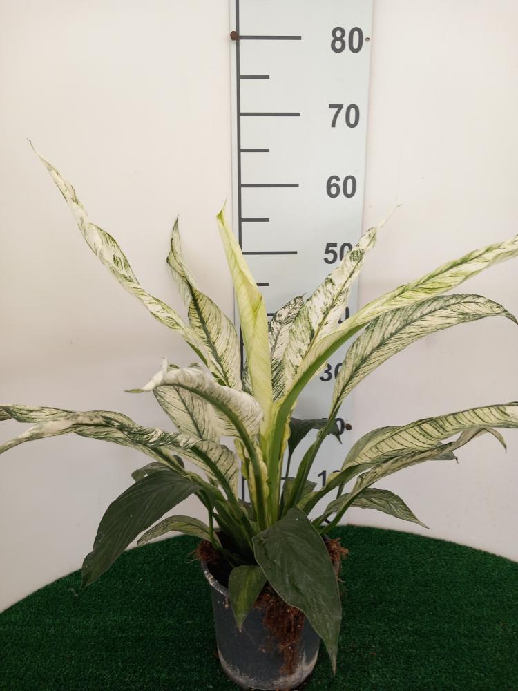 SPATHIPHYLLUM SENSATION VARIEGATO VP17