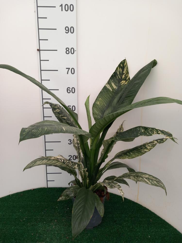 SPATHIPHYLLUM SENSATION VARIEGATO VP17