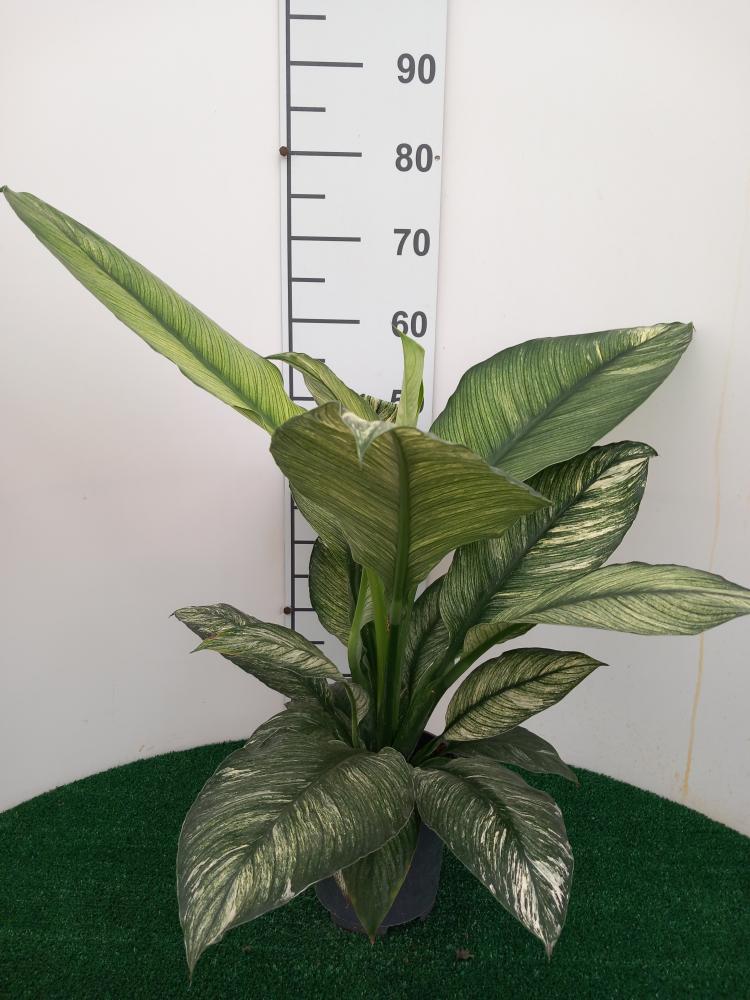 SPATHIPHYLLUM SENSATION VARIEGATO VP17