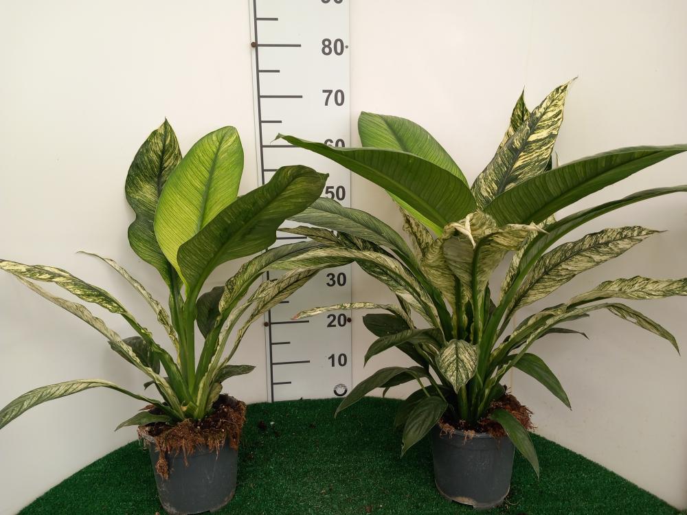 SPATHIPHYLLUM SENSATION VARIEGATO VP17