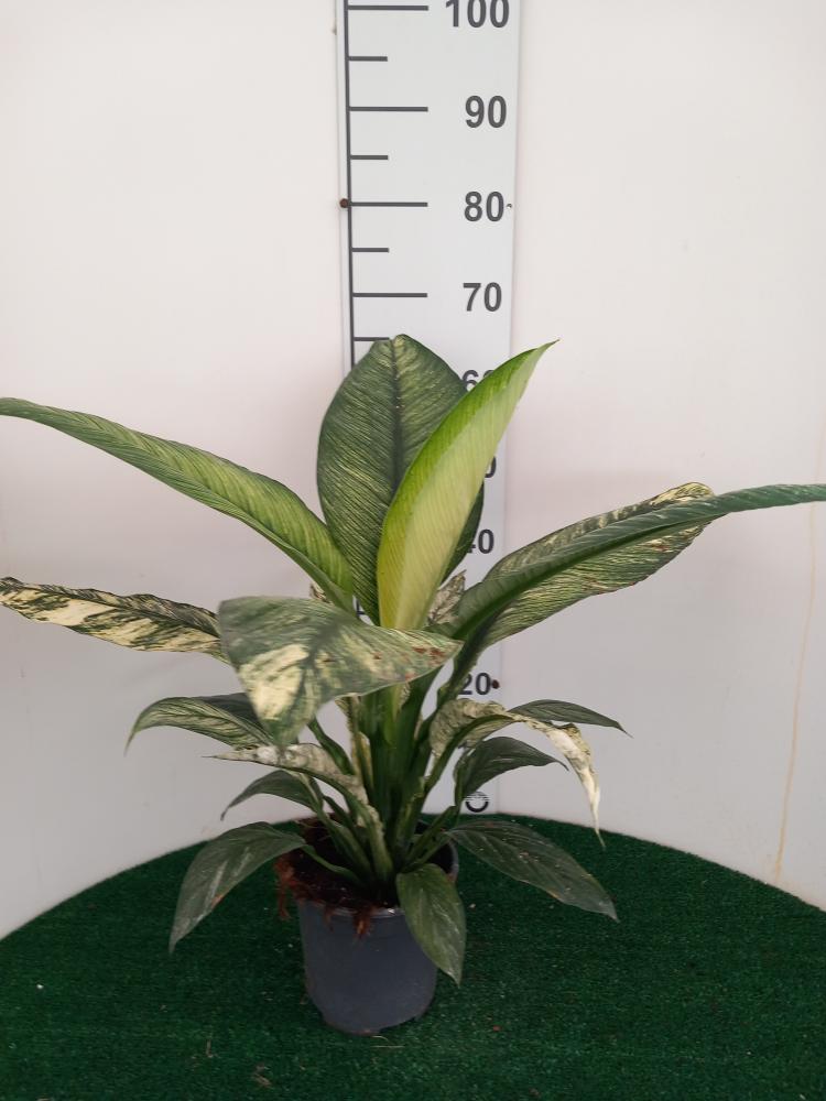 SPATHIPHYLLUM SENSATION VARIEGATO VP17