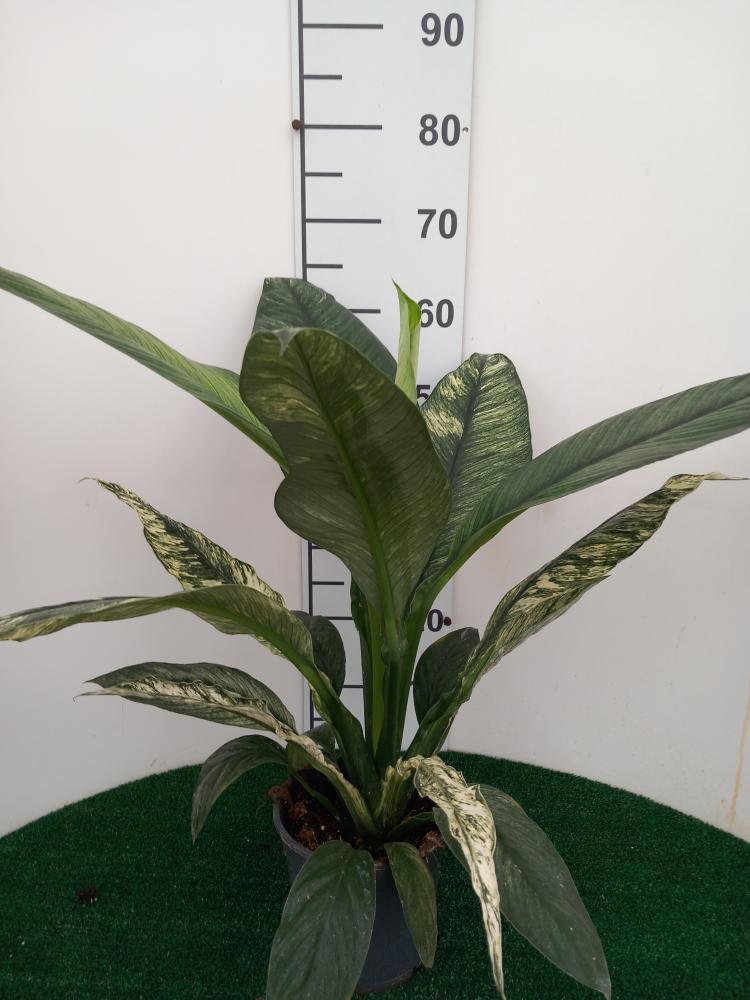 SPATHIPHYLLUM SENSATION VARIEGATO VP17