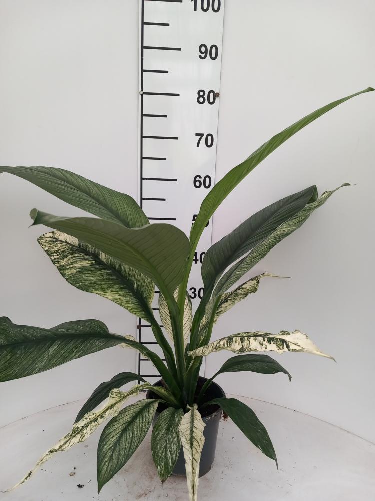 SPATHIPHYLLUM SENSATION VARIEGATO VP17