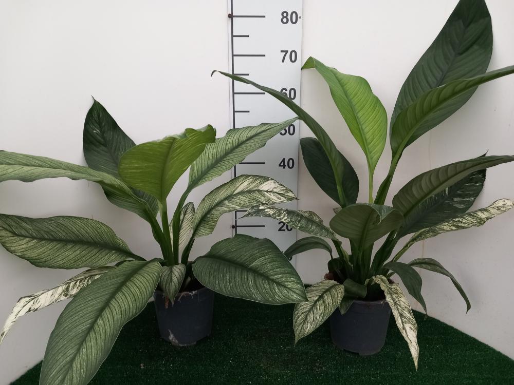 SPATHIPHYLLUM SENSATION VARIEGATO VP17