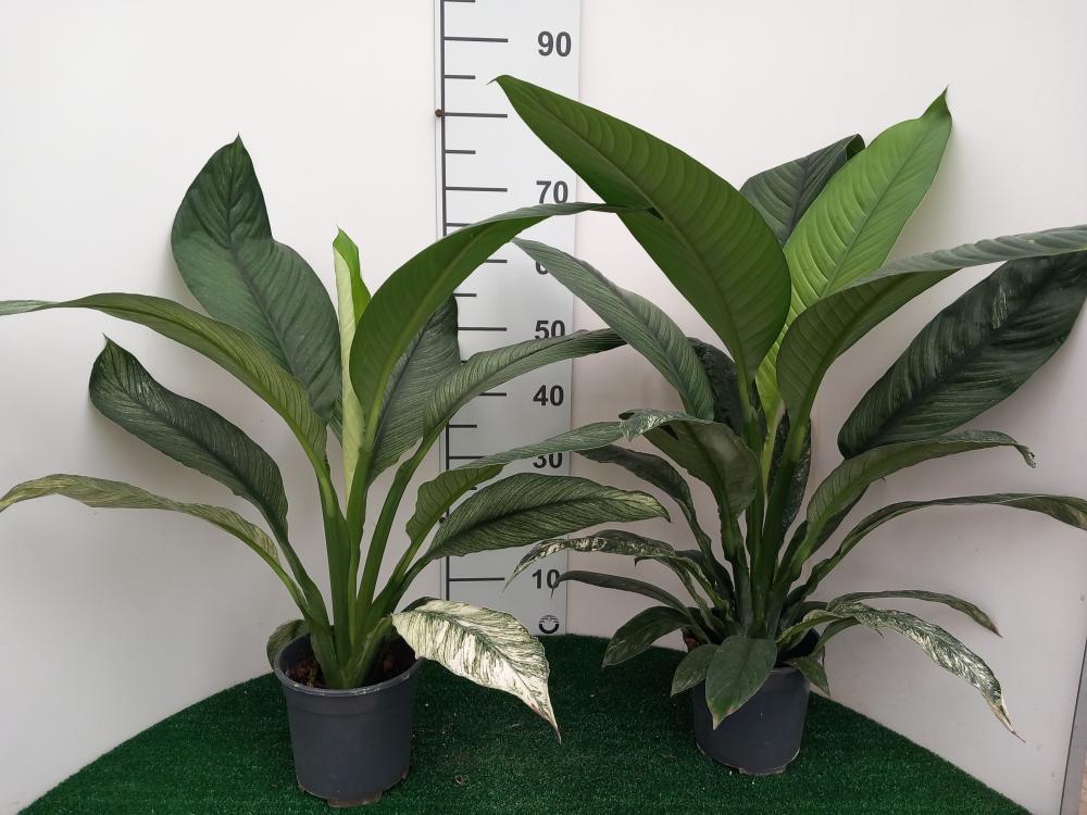 SPATHIPHYLLUM SENSATION VARIEGATO VP17
