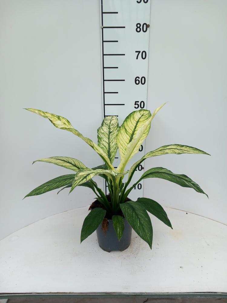 SPATHIPHYLLUM SENSATION VARIEGATO VP17