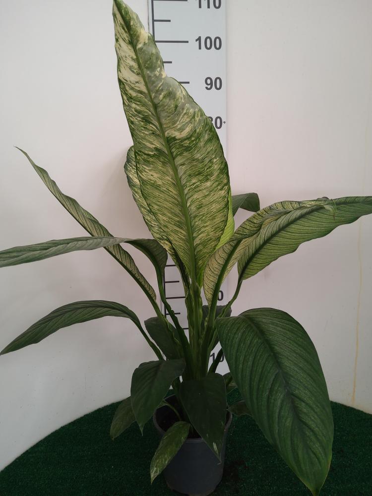 SPATHIPHYLLUM SENSATION VARIEGATO VP17