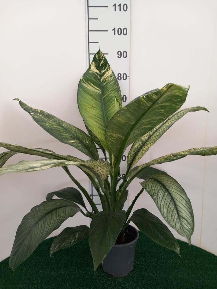 SPATHIPHYLLUM SENSATION VARIEGATO VP17