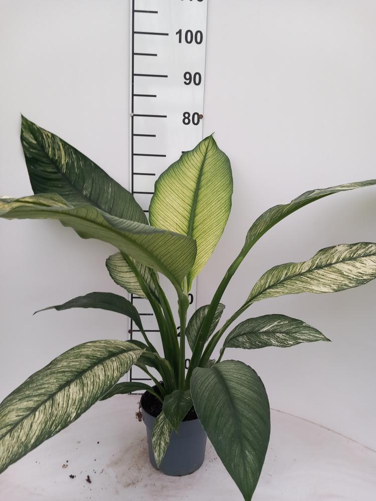 SPATHIPHYLLUM SENSATION VARIEGATO VP17