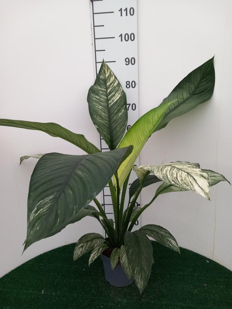 SPATHIPHYLLUM SENSATION VARIEGATO VP17