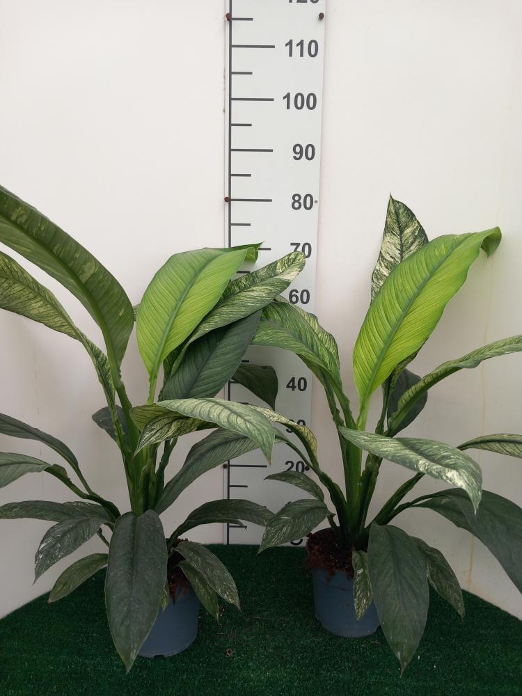 SPATHIPHYLLUM SENSATION VARIEGATO VP17