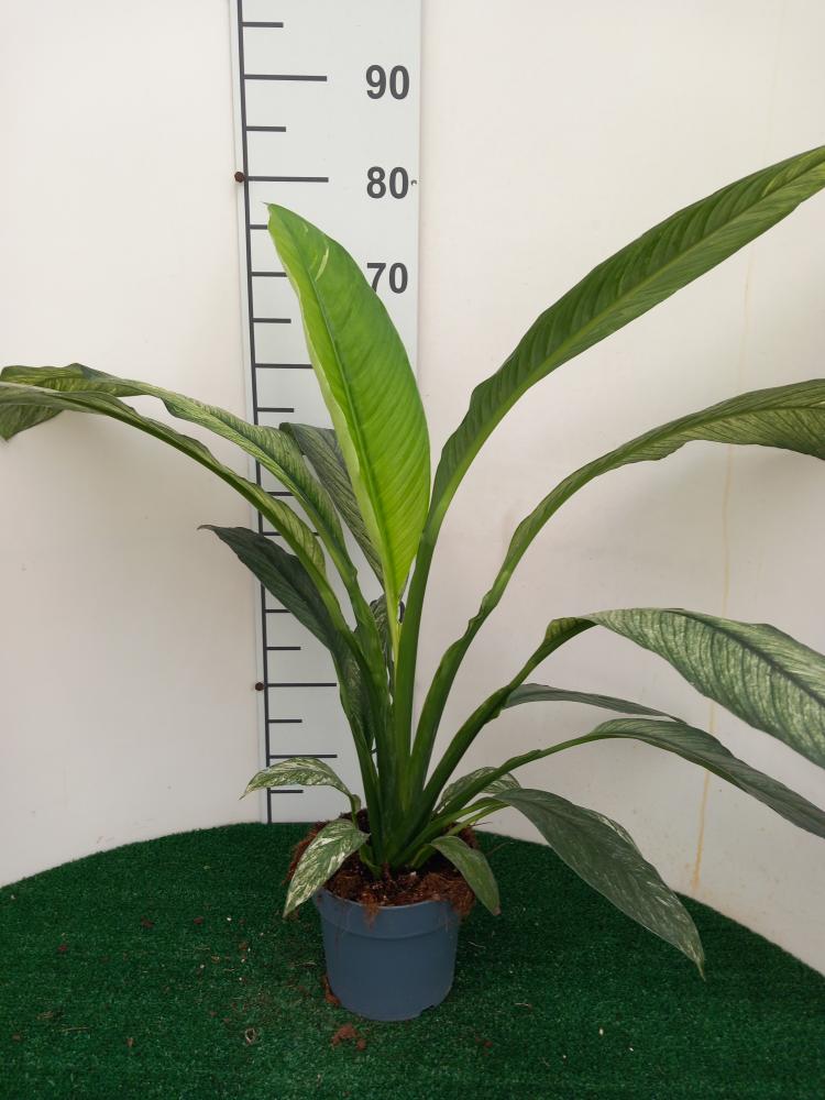 SPATHIPHYLLUM SENSATION VARIEGATO VP17