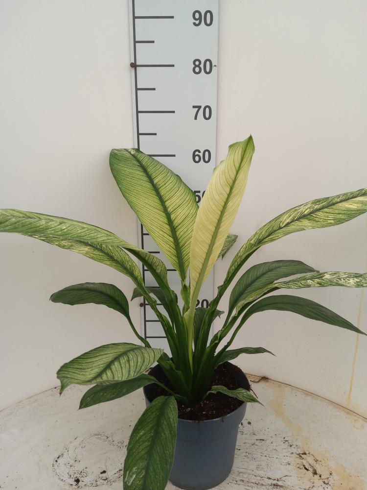 SPATHIPHYLLUM SENSATION VARIEGATO VP21