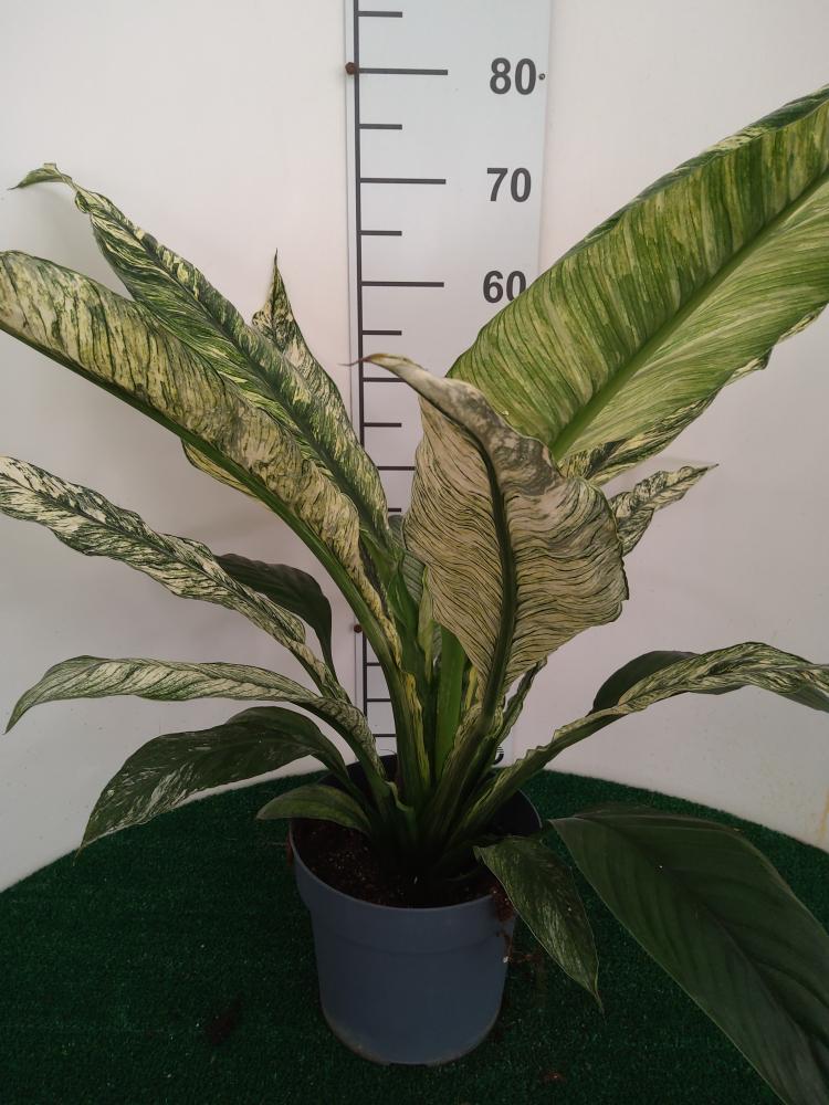 SPATHIPHYLLUM SENSATION VARIEGATO VP21