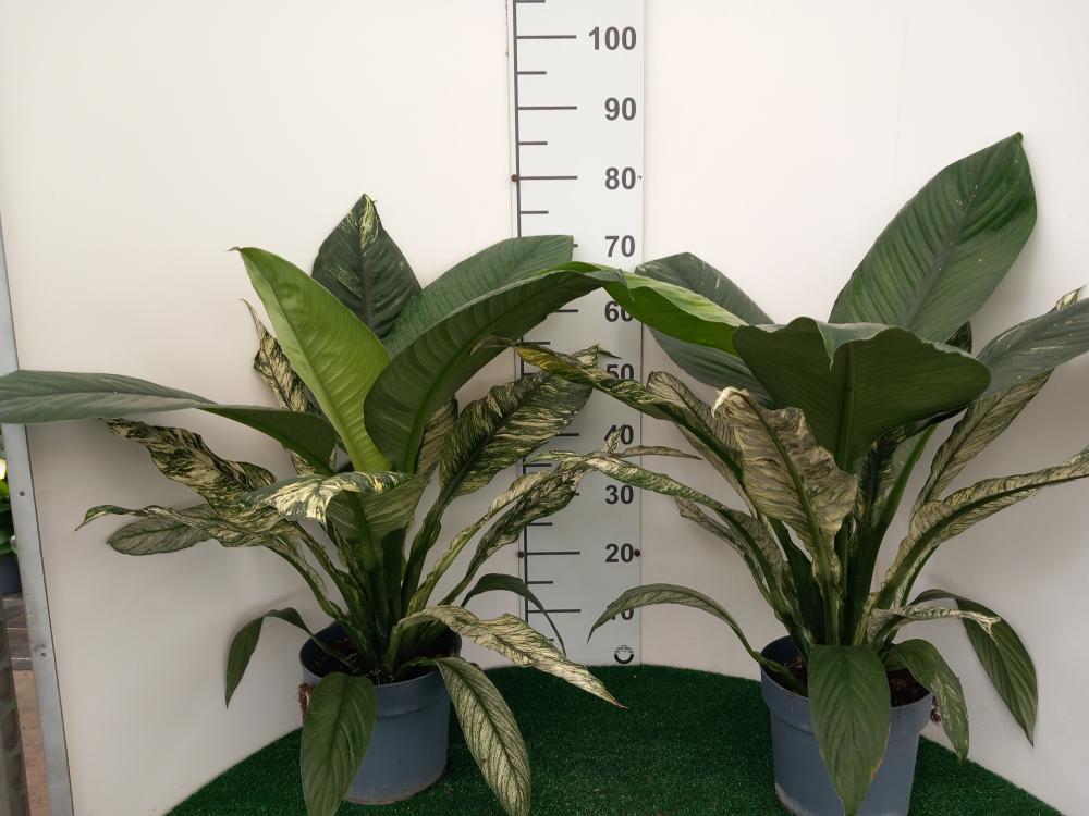 SPATHIPHYLLUM SENSATION VARIEGATO VP21