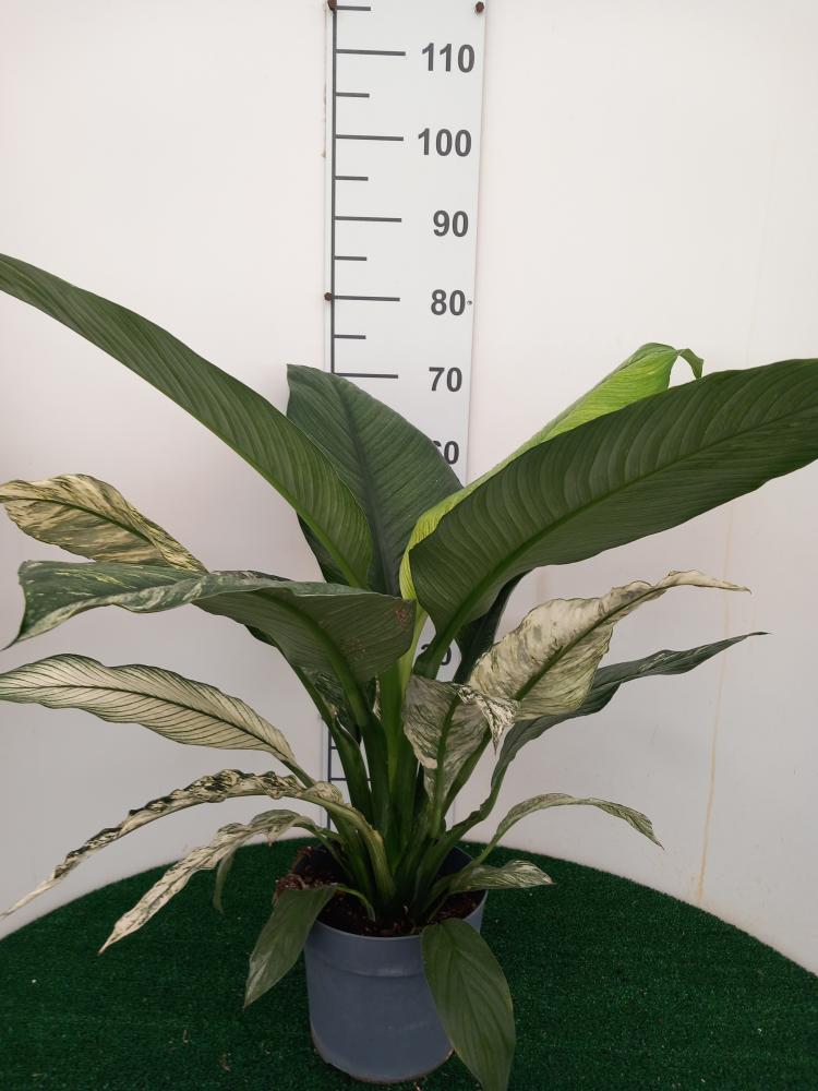 SPATHIPHYLLUM SENSATION VARIEGATO VP21