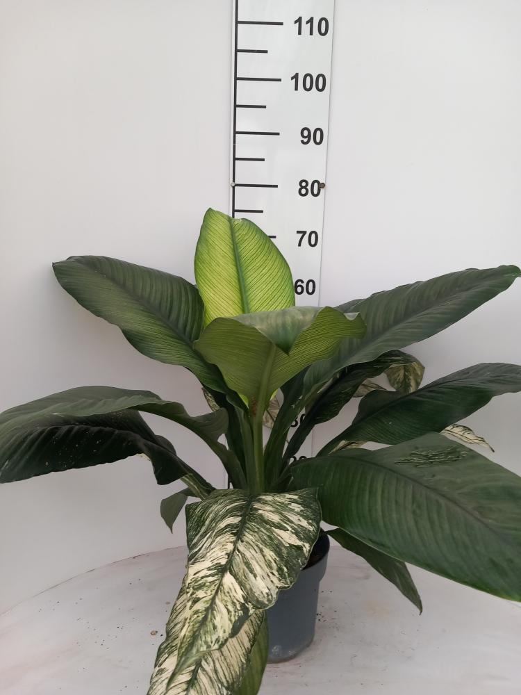 SPATHIPHYLLUM SENSATION VARIEGATO VP21