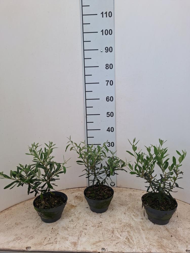 OLIVO CP17