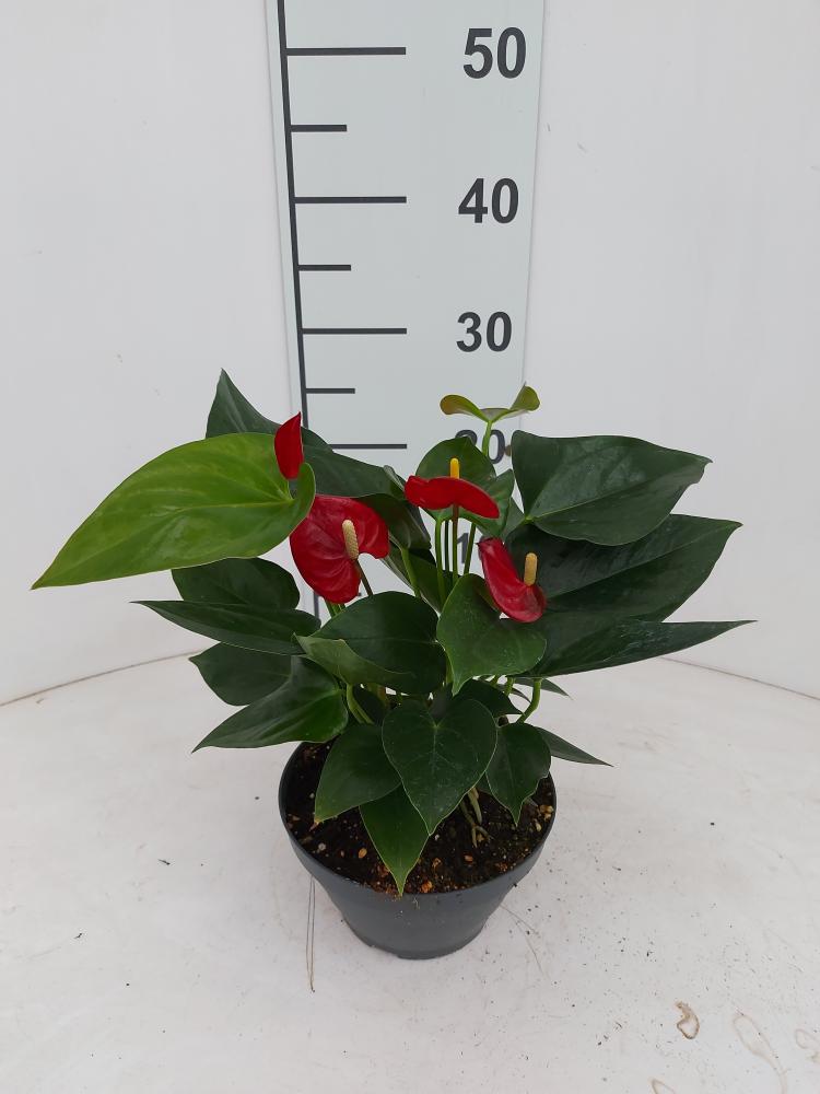 ANTHURIUM ANDREANUM CP17
