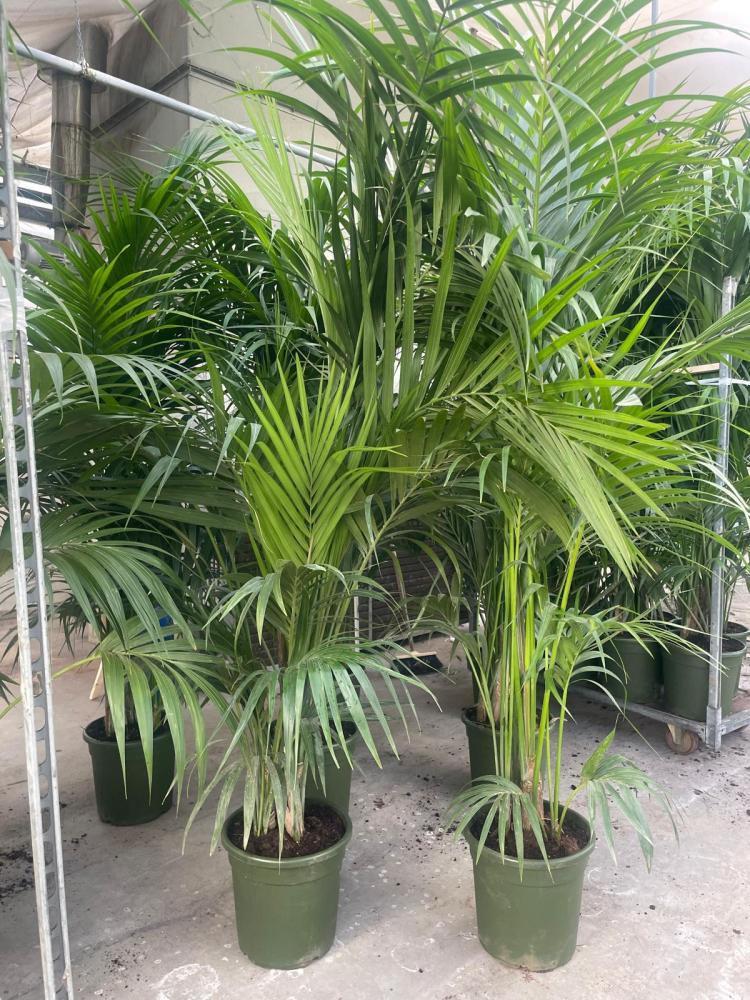 KENTIA 5P H220/230 VP26