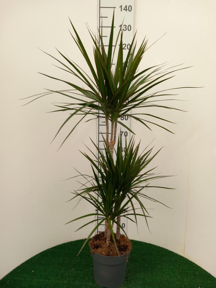DRACAENA MARG. H60/30/10 VP21