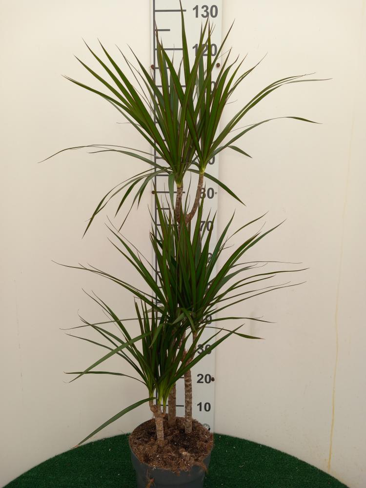 DRACAENA MARG. H60/30/10 VP21
