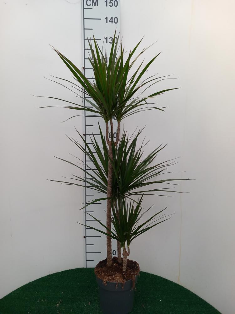 DRACAENA MARG. H60/30/10 VP21