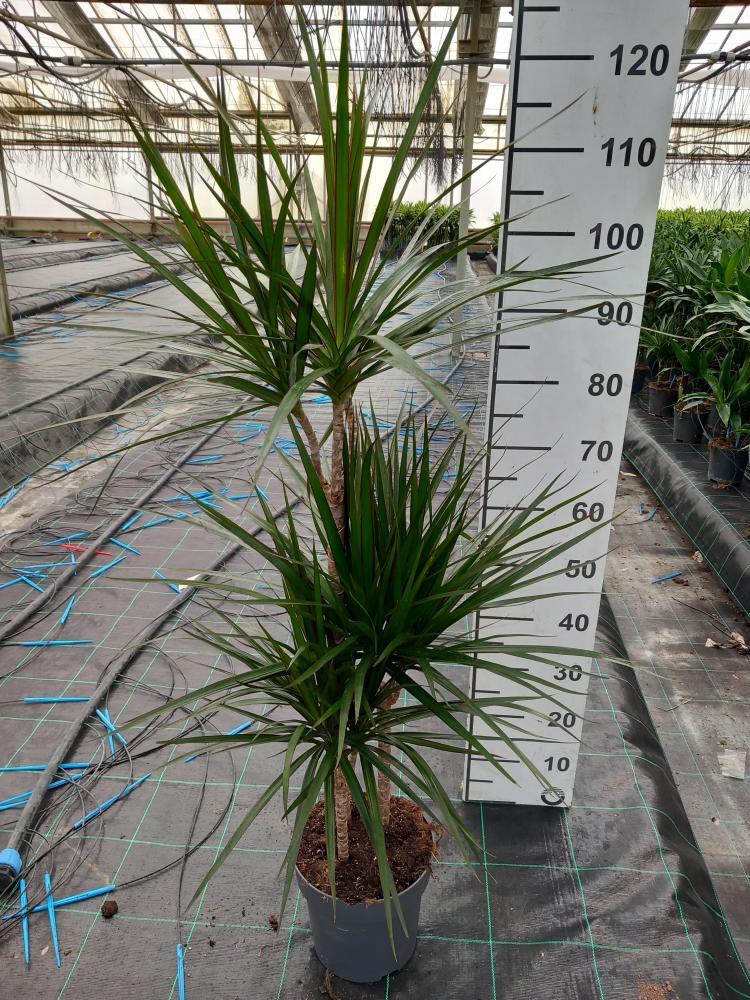 DRACAENA MARG. H60/30/10 VP21