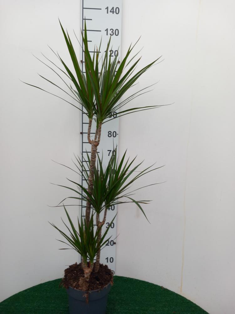 DRACAENA MARG. H60/30/10 VP21