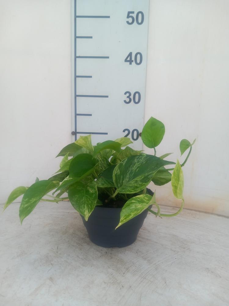 SCINDAPSUS M. QUEEN CP17