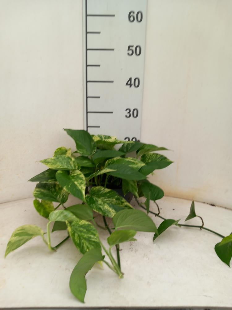 SCINDAPSUS M. QUEEN CP17