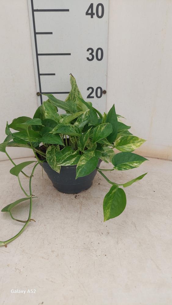 SCINDAPSUS M. QUEEN CP17