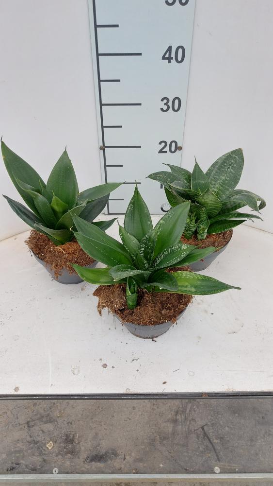 SANSEVIERIA MIX CP17