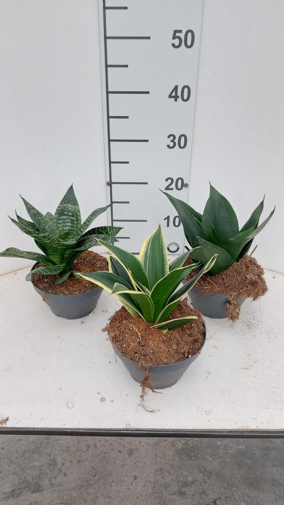 SANSEVIERIA MIX CP17