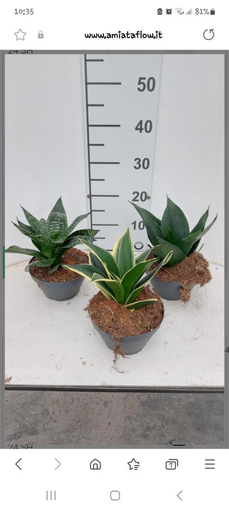 SANSEVIERIA MIX CP17